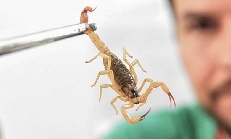 Crianças são mais vulneráveis a envenenamento por picada de escorpião