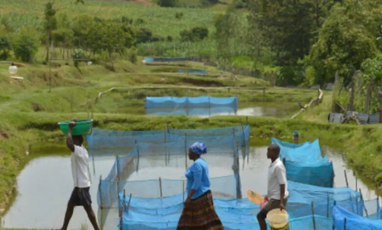 Estudo alerta para avanço de bactéria em criações de peixes