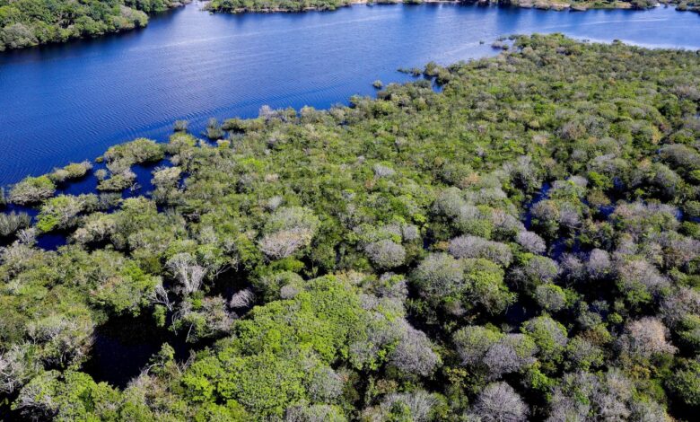 Alertas de desmatamento na Amazônia caem 35% em junho de 2026