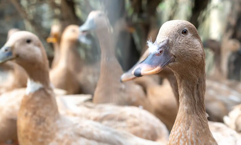 Sanciona lei que proíbe produção e comercialização de fois gras