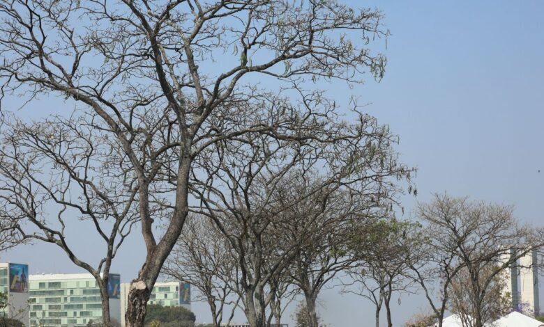 Dez estados e o DF estão sob alerta de perigo para baixa umidade