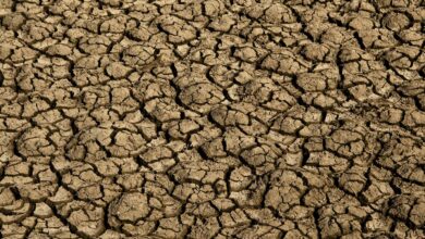 Risco de desertificação no Brasil ameaça segurança hídrica e alimentar