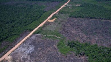 Desmatamento na Amazônia cai 36,87% no último ano