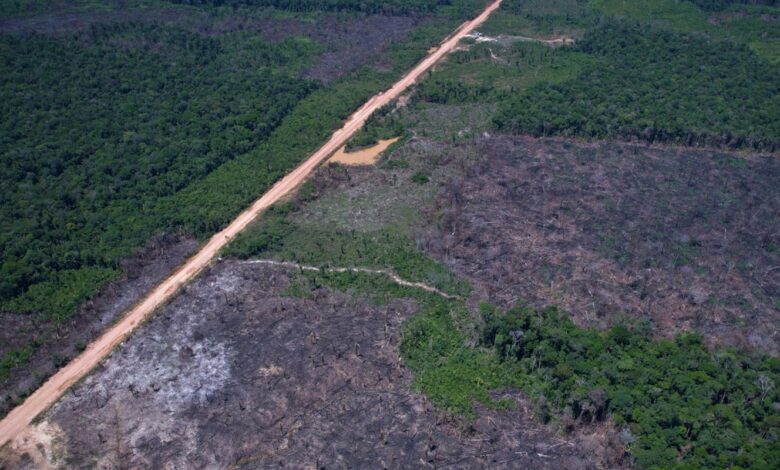 Desmatamento na Amazônia cai 36,87% no último ano