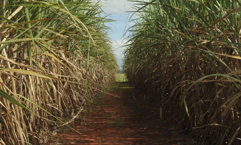 Safra de cana-de-açúcar deve crescer 4,7% em relação ao ano de 2025
