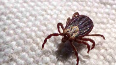 SP registra 18 mortes por febre maculosa em 19 casos confirmados