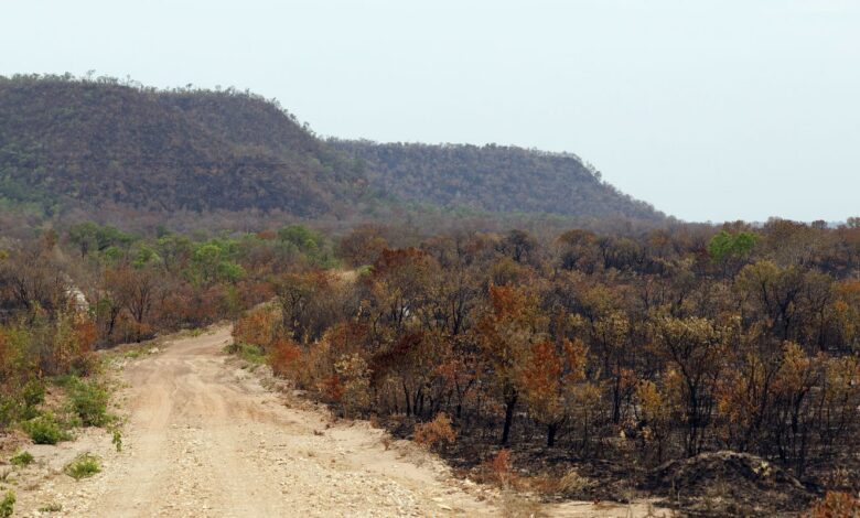 Mapbiomas: menor vegetação nativa expõe mais o país ao El Niño