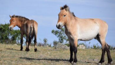 Takhi, o cavalo selvagem que virou símbolo de restauração na Mongólia