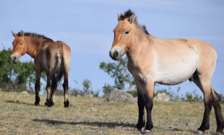 Takhi, o cavalo selvagem que virou símbolo de restauração na Mongólia