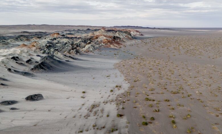 Fungos podem restaurar terras degradadas e combater crise climática