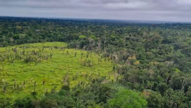 Imazon aponta desmatamento zero em 60% de terras indígenas na Amazônia