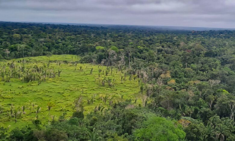 Imazon aponta desmatamento zero em 60% de terras indígenas na Amazônia