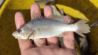Cientistas identificam taxa recorde de deformações em peixes do ES