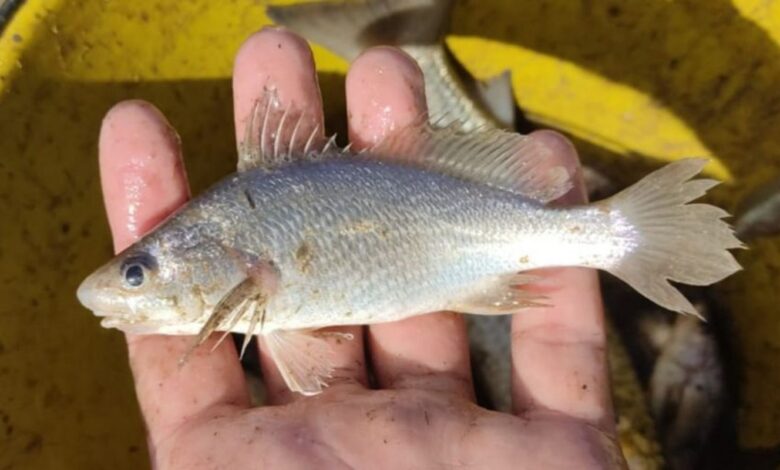 Cientistas identificam taxa recorde de deformações em peixes do ES