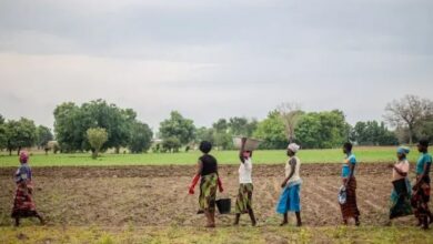 Grande Muralha Verde restaura 1,66 milhão de hectares