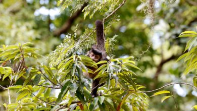 Entidade cobra compromisso de candidatos com direitos da natureza