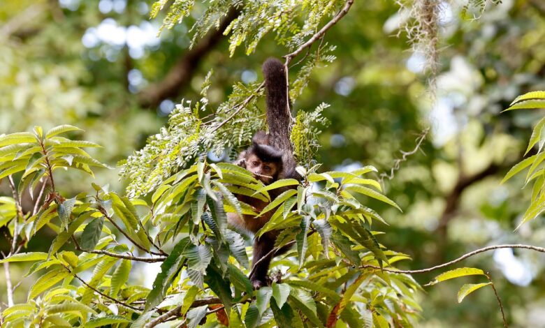 Entidade cobra compromisso de candidatos com direitos da natureza