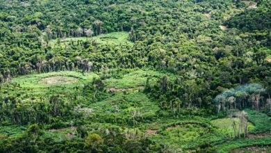 Amazônia: indígenas catalogam espécies para proteger biodiversidade