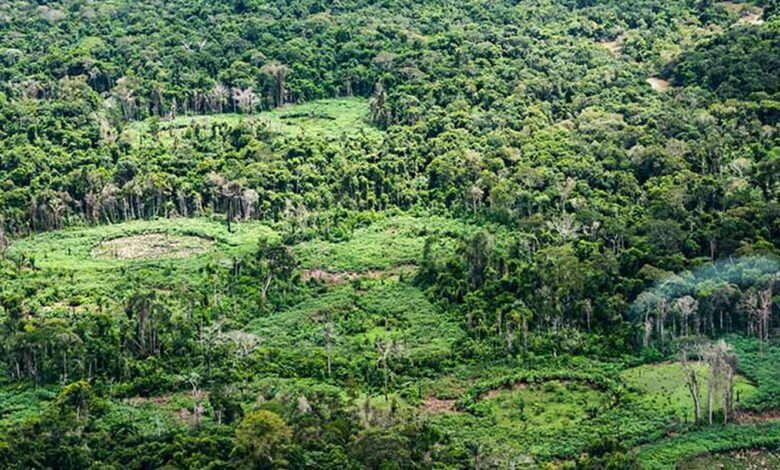 Amazônia: indígenas catalogam espécies para proteger biodiversidade