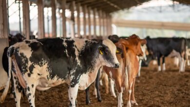 UE suspende carnes do Brasil; entenda impacto e próximos passos