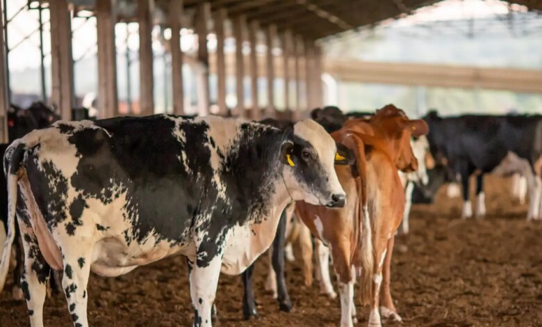 UE suspende carnes do Brasil; entenda impacto e próximos passos