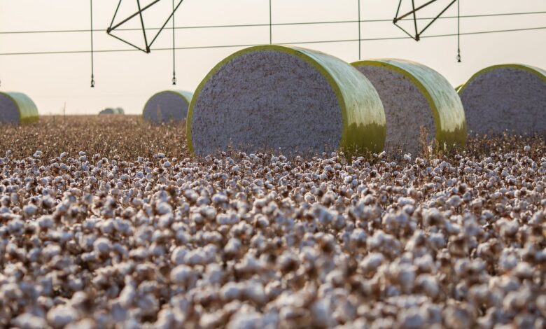 Entenda mudança no mapa que tirou Sorriso do topo da produção agrícola