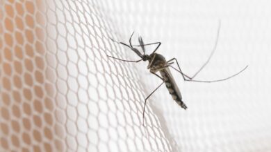 Cidades do noroeste de SP têm maior incidência de casos de dengue