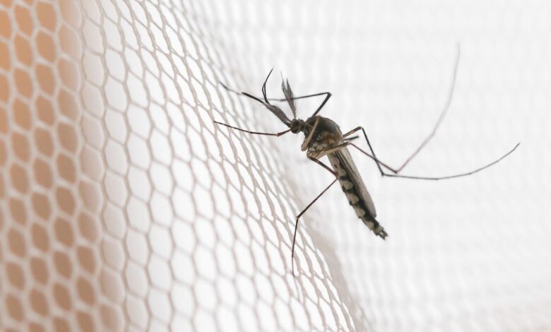 Cidades do noroeste de SP têm maior incidência de casos de dengue