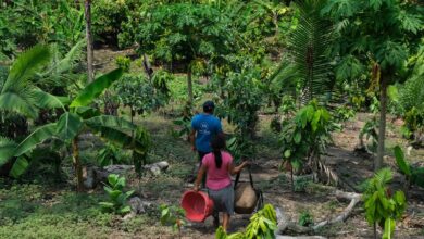 Da Amazônia ao Chaco, América Latina tem desafios com clima e terra