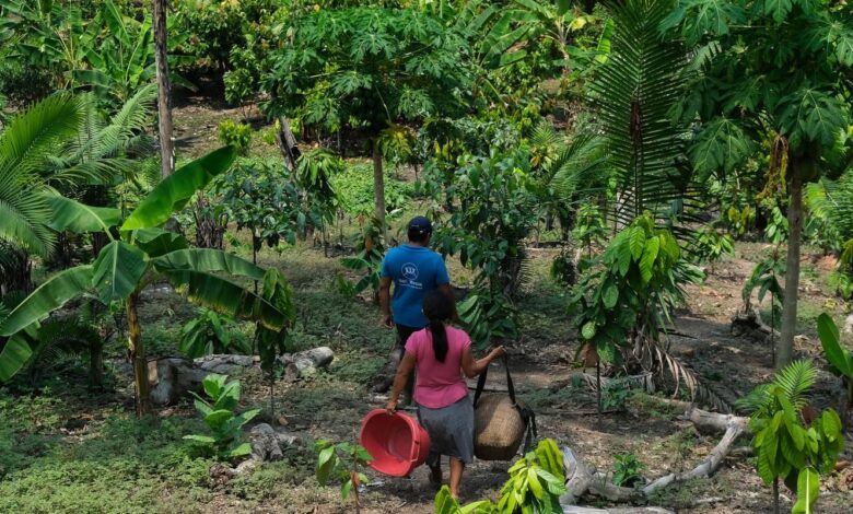 Da Amazônia ao Chaco, América Latina tem desafios com clima e terra