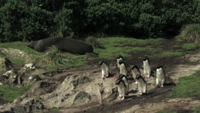 Série documental Criaturas do Grande Azul estreia na TV Brasil