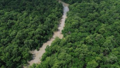 No Dia da Amazônia, campanha pede que eleitor vote por floresta em pé