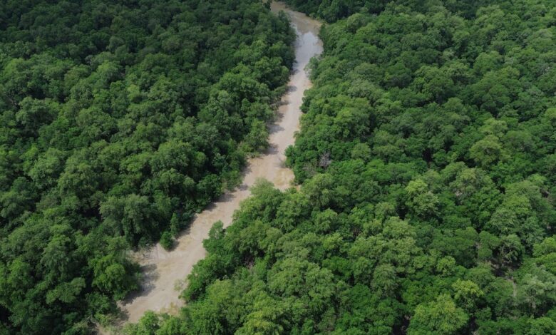 No Dia da Amazônia, campanha pede que eleitor vote por floresta em pé