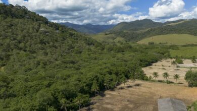 Agricultura ganha 11 milhões de hectares em 41 anos na Mata Atlântica