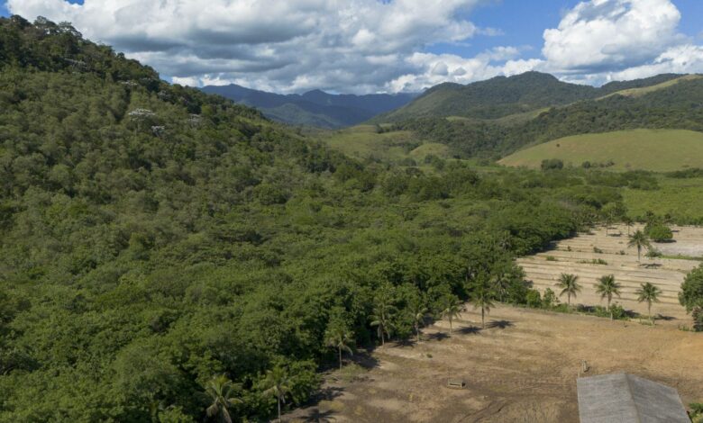 Agricultura ganha 11 milhões de hectares em 41 anos na Mata Atlântica