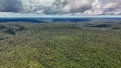 Reino Unido anuncia £400 milhões para Fundo Florestas Tropicais