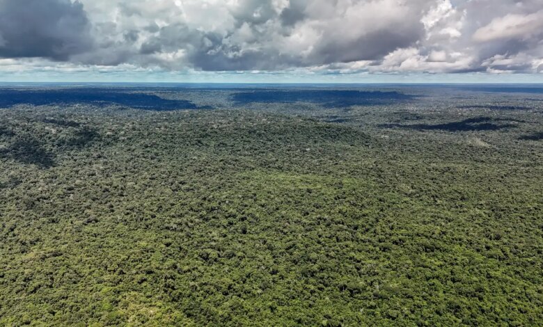 Reino Unido anuncia £400 milhões para Fundo Florestas Tropicais