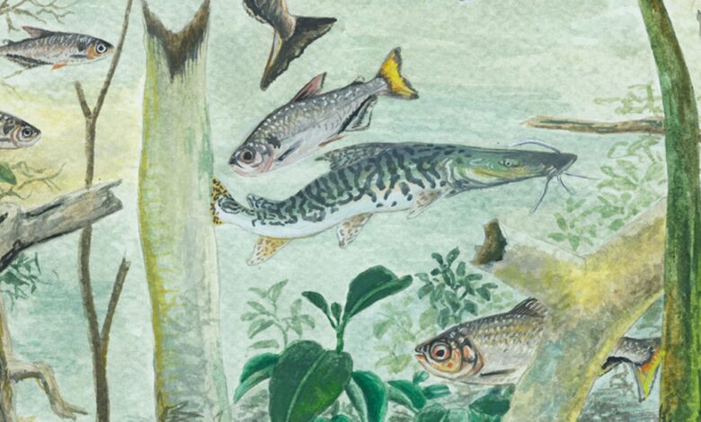 Amazônia tem mais de 2,7 mil espécies de peixes, aponta estudo