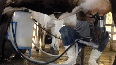 Produção de leite bate recorde mesmo com redução de vacas ordenhadas