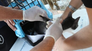 Rio confirma caso de raiva em cão que teve contato com morcego