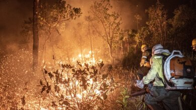 Ibama extinguiu 229 incêndios no Amazonas