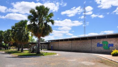 Embrapa é designada como Centro de Referência para Florestas Plantadas