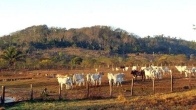 Agropecuária ocupa territórios próximos aos preservados na Amazônia