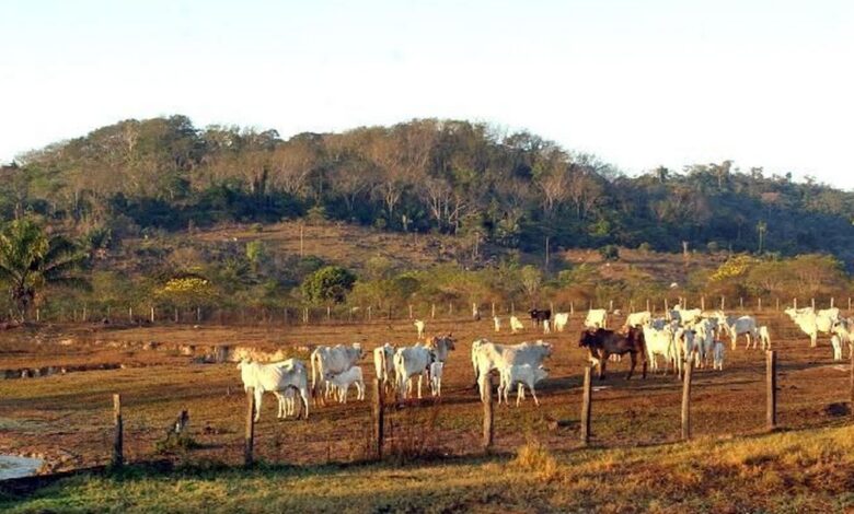 Agropecuária ocupa territórios próximos aos preservados na Amazônia