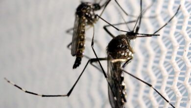 Aedes aegypti: quase metade dos municípios está em alerta ou risco