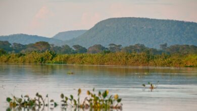 Cerrado já perdeu 13,9 milhões de hectares de margens de rios verdes