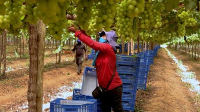 Exploração de trabalhadores rurais sustenta fruticultura bilionária