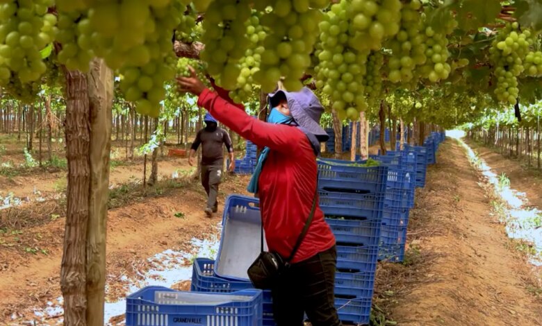 Exploração de trabalhadores rurais sustenta fruticultura bilionária